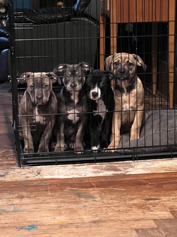 American Staffordshire Terrier – 4 pitbull puppies for free.