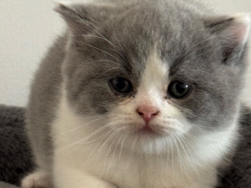 British Shorthair kittens
