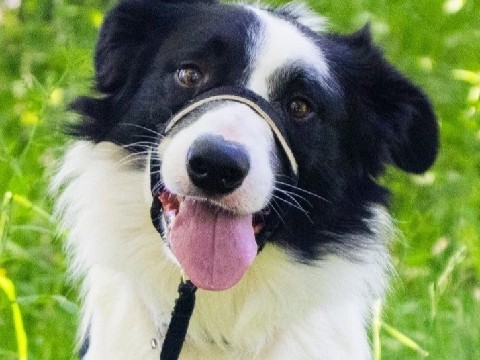 Border collie 