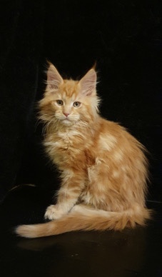 Maine Coon – Viski Maine **** male