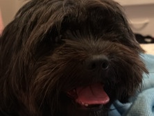 Shih Tzu – Buddy Needs a New HOME !’ – Philadelphia