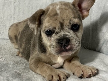 French Bulldog – French bulldog - Yuki – Ellicott City