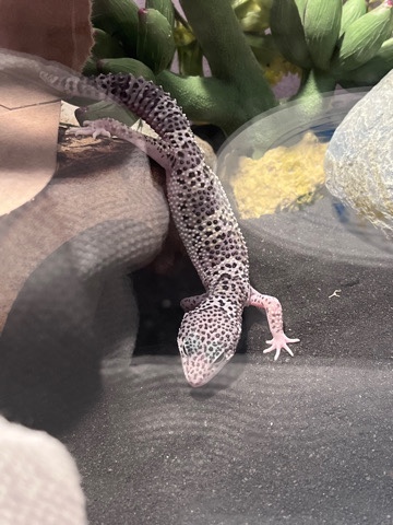 leopard gecko