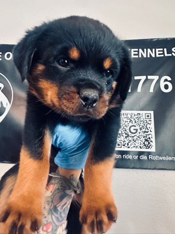 Rottweiler – rottweiler puppies (grey female)