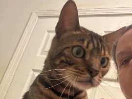 Purebread Bengal Kitty 