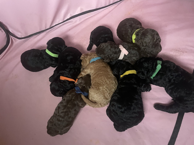 Poodle – toy/mini labradoodles – Stow