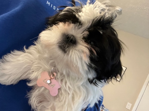 Shih tzu puppy