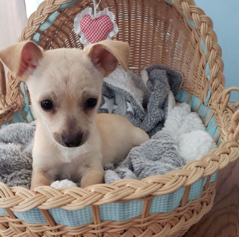 Chihuahua – Meet Misty she needs to be taken care of.