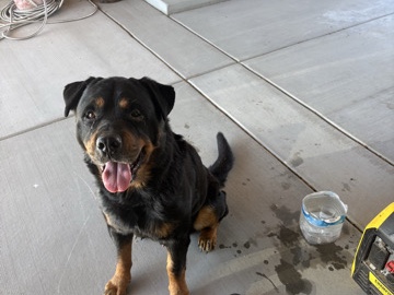 Rottweiler – Rottweiler looking for a home – Twentynine Palms