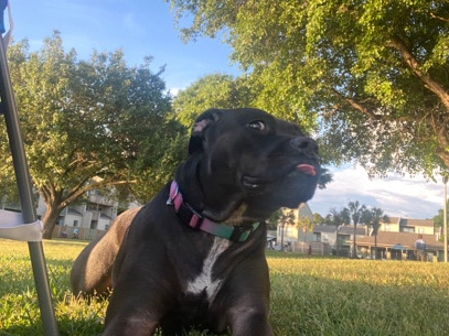 American Pit Bull Terrier – Baylee pit/terrier mix