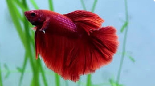 Betta – betta fish