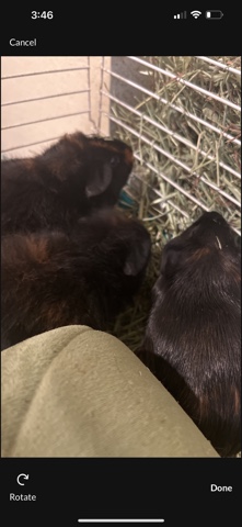 Guinea pig