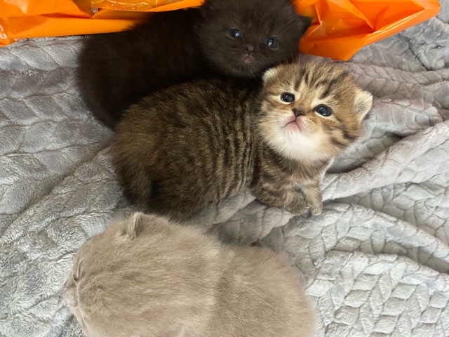 British Shorthair – pedigree kittens