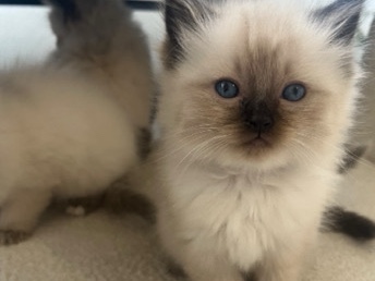 Ragdoll – Beautiful Ragdoll kitten – Birmingham