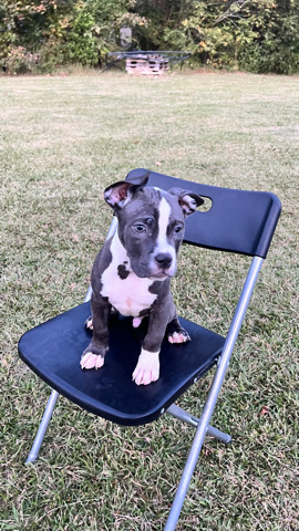American Bulldog – I am a breeder.
