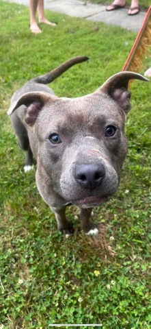 American Pit Bull Terrier – Dog For Sale