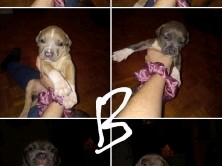 American Bulldog – xl blue nose bully dogs – Mississauga