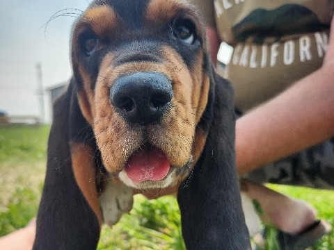 pure breed basset hound puppies