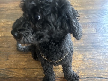 Portuguese Water Dog – Playful Portuguese Water Dog Available in Chicago – Chicago
