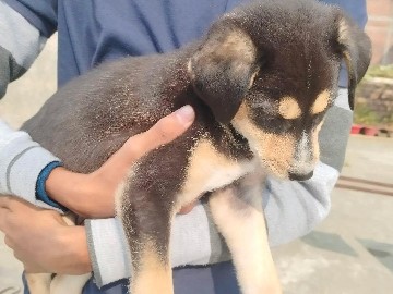 Labrador Retriever – LABSKY – Patna