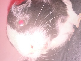 Guinea Pig – Guinea Pig Needs A New Home. – Baltimore