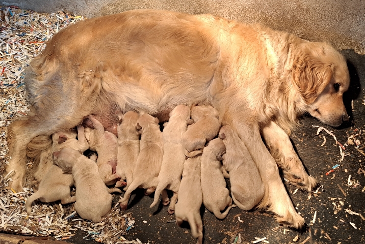 Golden Retriever – golden retriever
