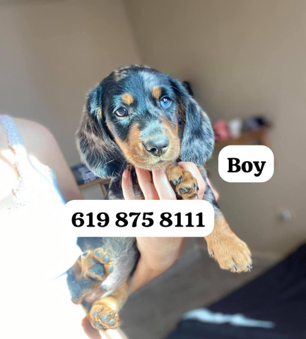 Dachshund – Dachshund merle
