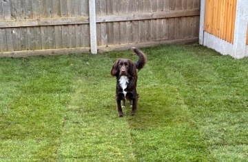 English Cocker Spaniel – Cocker Spaniel Male 1 year old
