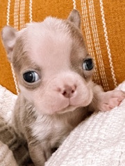 Lilac Boston Terrier Male