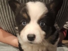 Auggie Puppies – Richfield