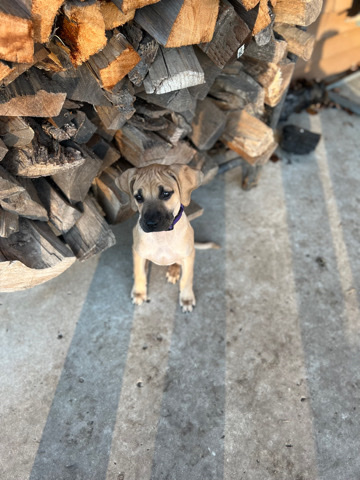 Treeing Cur – black mouth cur puppy