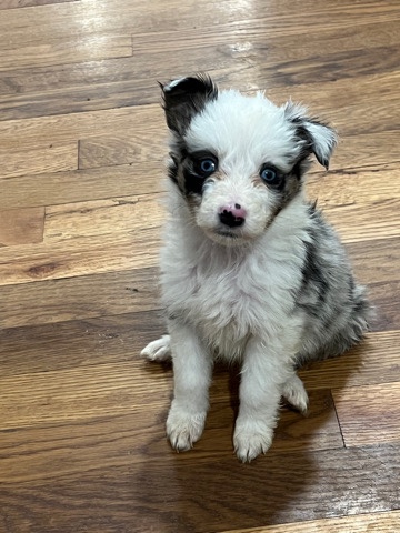 Australian Shepherd – Australian Shepherd Puppies