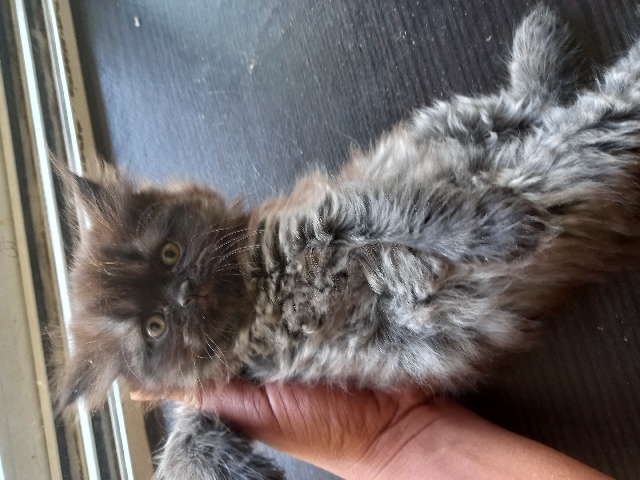 Persian (Traditional) – Persian Kitten