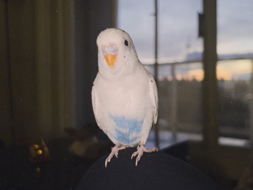 Budgie