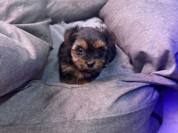 Yorkshire Terrier – • Tea Cup Yorkie 🐾 Pequeñito, dulce y amoroso – Tampa