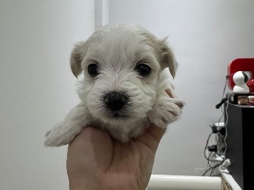 Havanese – Havapom – Dubai