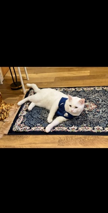 Khao Manee – pure khao manee breed full white male 1.3 years full healthy and active