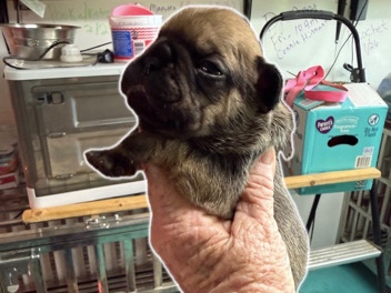 French Bulldog – female French bulldog – Huger