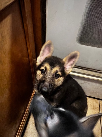 German Shepherd – German Shepherds