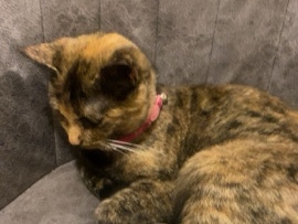 cat for sale