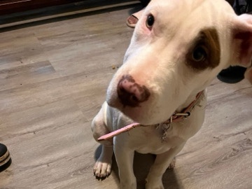 American Pit Bull Terrier – Snow – Hiram