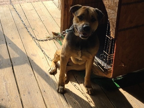 American Pit Bull Terrier – Athena German Shepherd Pittie – Piney Point Village