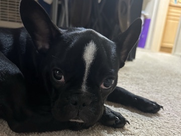 French Bulldog – french bulldog – San Francisco