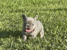 French Bulldog – French Bulldog – Orlando