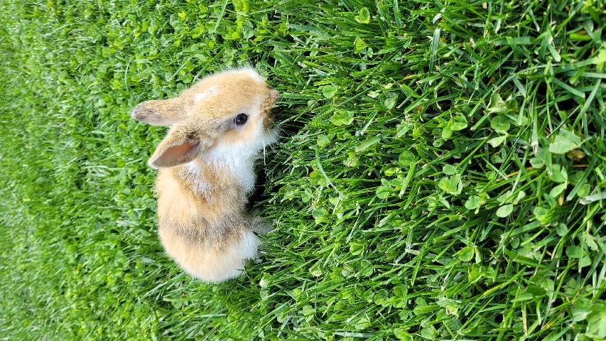Bunnies For sale