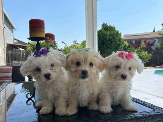 Maltese & Yorkshire Puppies