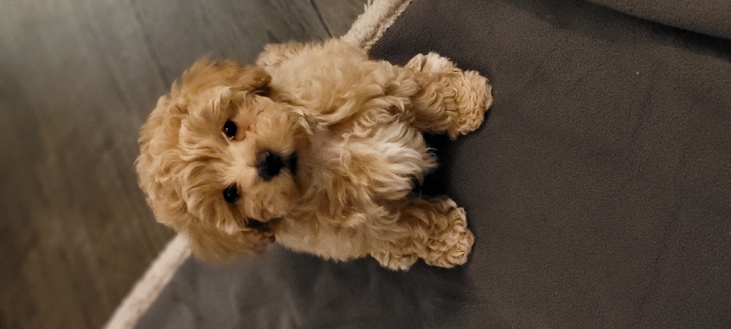 Poodle – Apricot Maltipoo