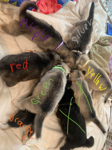 Siberian Husky – Husky Pups - Available Now!