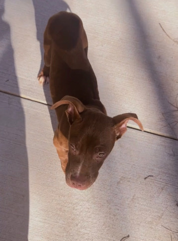 American Pit Bull Terrier – selling him because I’m moving