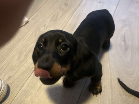 Dachshund – 3 Mini Dacshunds Ready To Go – Ilford
